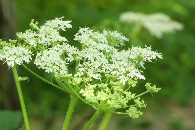 Family Apiaceae - Carrots & Parsleys