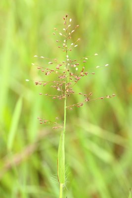 Rosette Grass (Dichanthelium sp.)