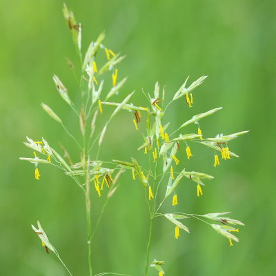 Smooth Brome (Bromus inermis)