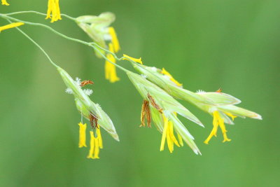 Smooth Brome (Bromus inermis)