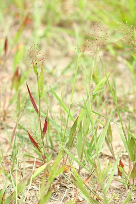 Rosette Grass (Dichanthelium sp.)