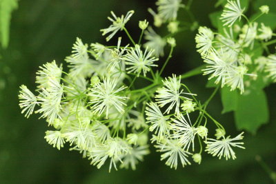 Tall Meadow Rue (Thalictrum pubescens)