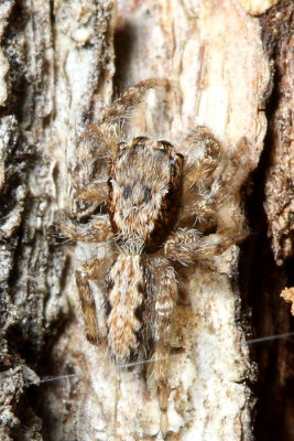 Jumping Spider, Platycryptus californicus (Salticidae)