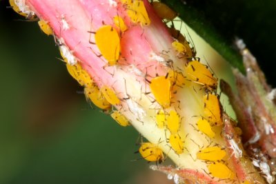 Oleander Aphid, Aphis nerii (Aphididae)*
