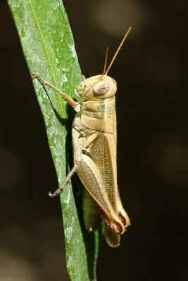 Yarrow's Grasshopper, Melanoplus yarrowii (Acrididae)