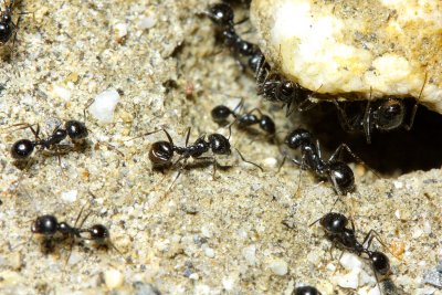 Seed-harvester Ant, Messor pergandei (Formicidae)