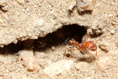 California Harvester Ant, Pogonomyrmex californicus (Formicidae)