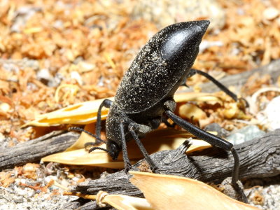 Desert Stink Beetle, Eleodes armatus (Tenebrionidae)