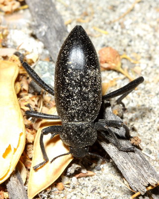 Desert Stink Beetle, Eleodes armatus (Tenebrionidae)