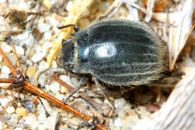 Darkling Beetle, Edrotes ventricosus (Tenebrionidae)