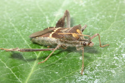 Leaf-footed Bug, Leptoglossus zonatus (Coreidae)