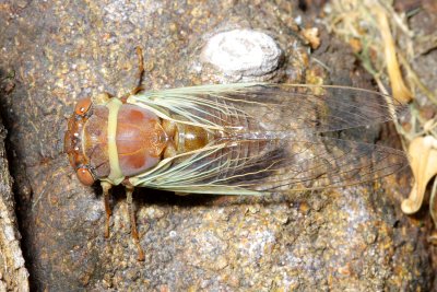 Cicada, Diceroprocta apache (Cicadidae)