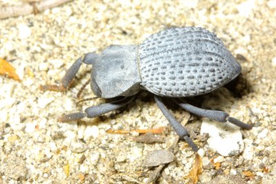 Death-feigning Beetle, Asbolus verrucosus (Tenebrionidae)
