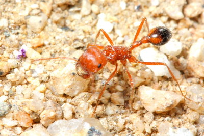 California Harvester Ant, Pogonomyrmex californicus (Formicidae)