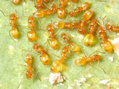 Ants, Forelius sp. (Formicidae)