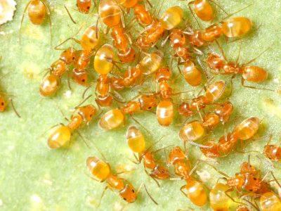 Ants, Forelius sp. (Formicidae)