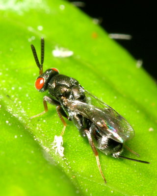 Monodontomerus sp. (Torymidae)