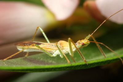 Leafhopper Assassin Bug, Zelus renardii (Reduviidae)