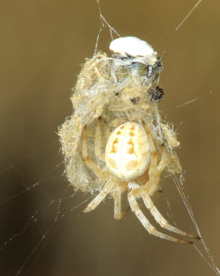 Orb Weaver, Metepeira sp. (Araneidae)