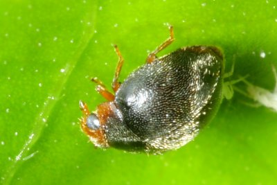 Dusky Lady Beetle, Scymnus sp. (Coccinellidae)