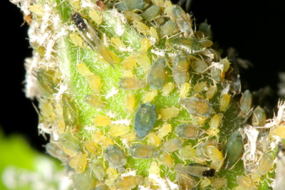 Aphids, Aphis sp. (Aphididae)