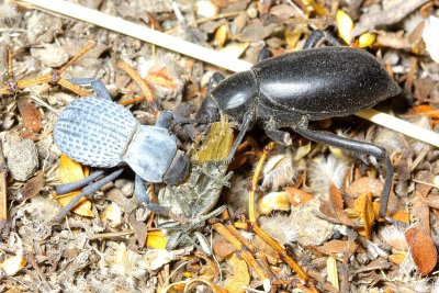 Darkling Beetles, Asbolus & Eleodes (Tenebrionidae)
