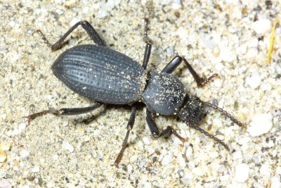 Darkling Beetle, Cerenopus concolor (Tenebrionidae)