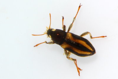 Family Elmidae - Riffle Beetles