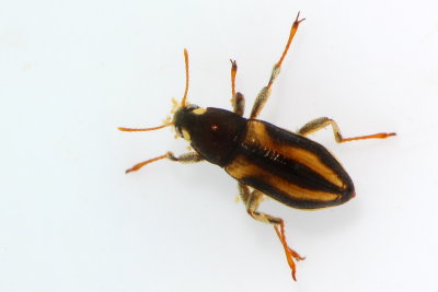 Dubiraphia vittata