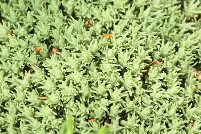 Leucobryum sp.