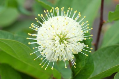 Buttonbush (Cephalanthus occidentalis)