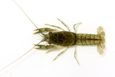 Northern Clearwater Crayfish (Orconectes propinquus)