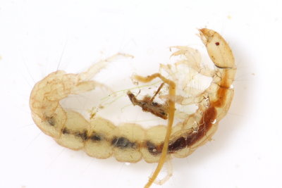 Cernotina spicata