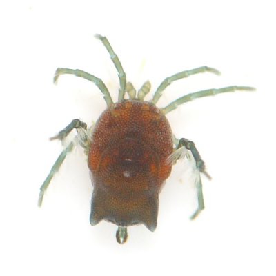 Arrenurus sp.