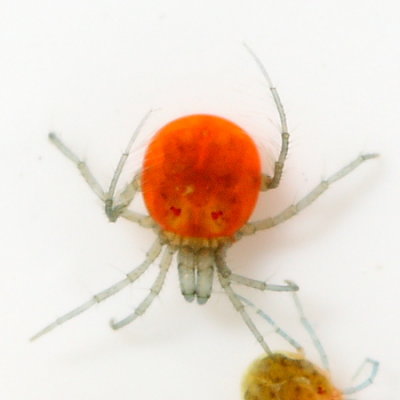 Limnesia sp.