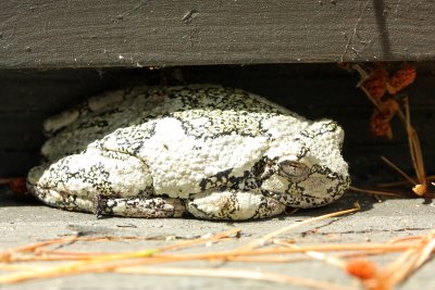 Grey Tree Frog (Hyla versicolor)