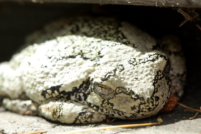 Grey Tree Frog (Hyla versicolor)