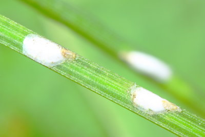 Pine Needle Scale (Chionaspis sp.)