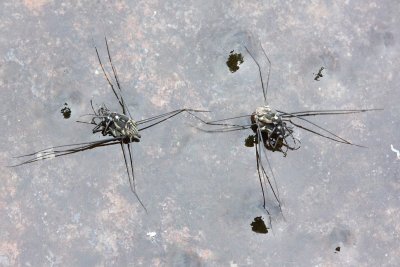 g4/55/932755/3/144980521.xyKXNVtj.jpg