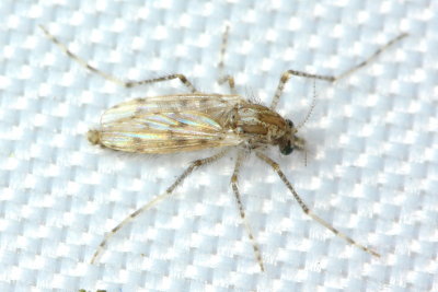 Chaoborus (Sayomyia) punctipennis