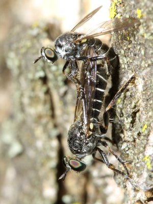 Atomosia puella (Laphriinae)