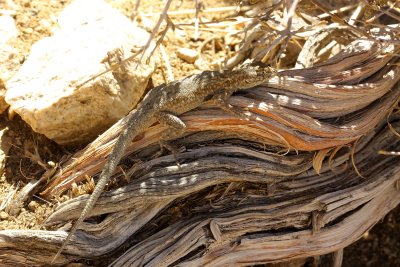 Desert Side-blotched Lizard (Uta stansburiana)