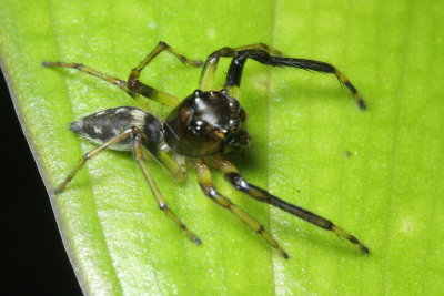 Jumping Spider, Amycus sp. (Salticidae)