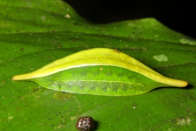 Slug Caterpillar, Epiperola sp. (Limacodidae)