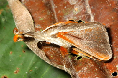 Slug Caterpillar Moth, Epiperola grandiosa (Limacodidae)