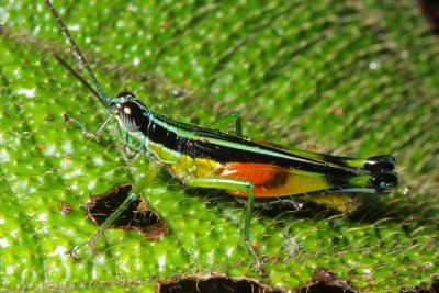 Grasshopper, Stenopola boliviana (Acrididae)