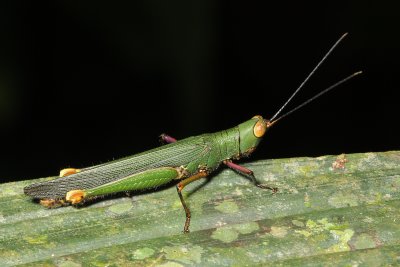 Grasshopper, Copiocera sp. (Acrididae: Copiocerini)