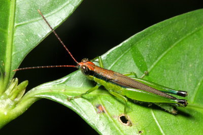 Grasshopper, Stenopola bicoloripes (Acrididae)