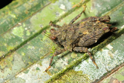 Grouse Locust, Metrodora rana (Tetrigidae)
