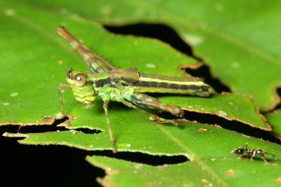 Airplane Grasshopper (Eumastacidae)